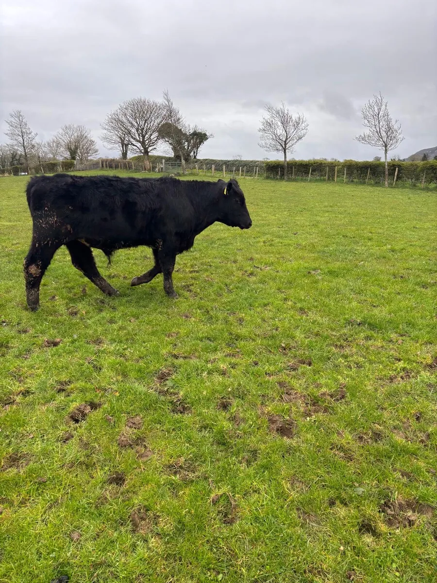 15 AA Organic bullocks - Image 1