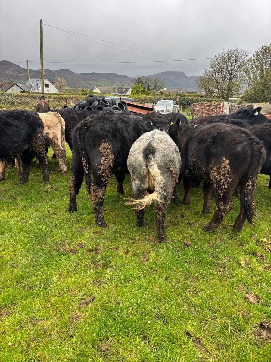 15 AA Organic bullocks - Image 4