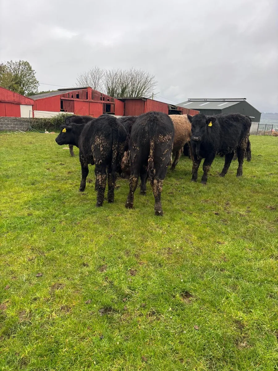 15 AA Organic bullocks - Image 3