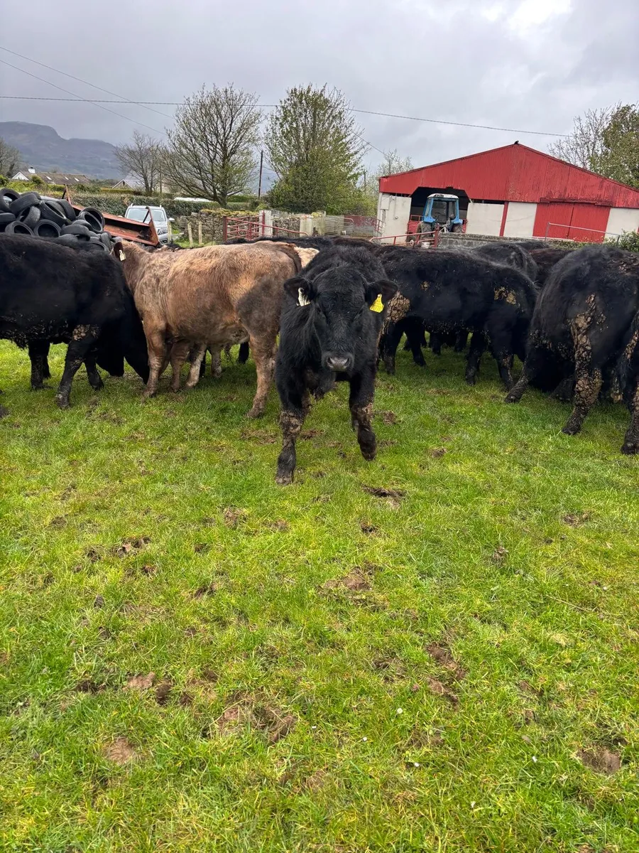 15 AA Organic bullocks - Image 2