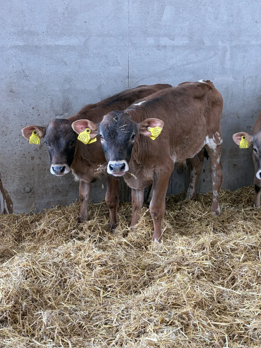 5 Charolais Bull Calves - Image 3