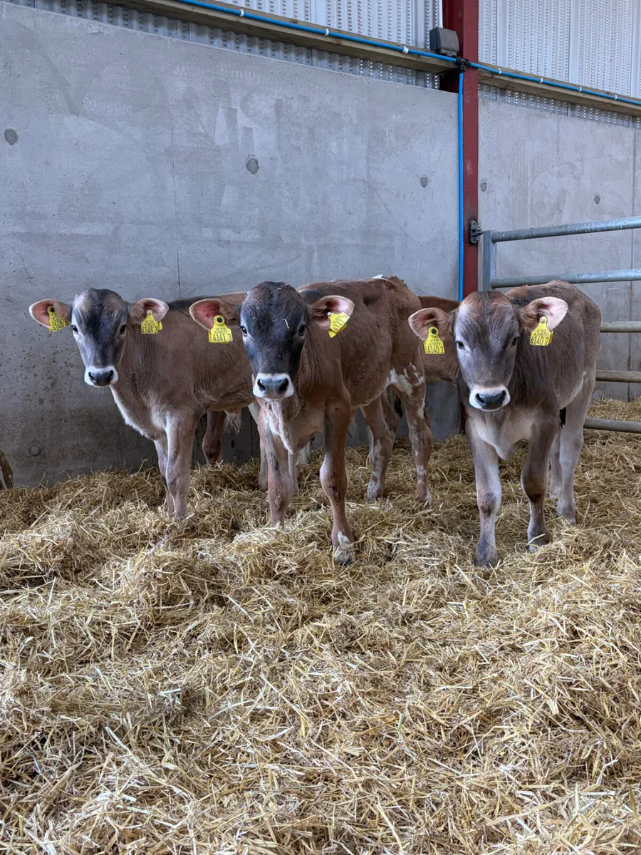 5 Charolais Bull Calves - Image 2
