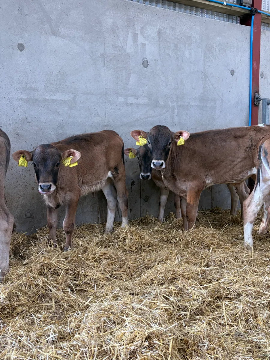 5 Charolais Bull Calves - Image 4