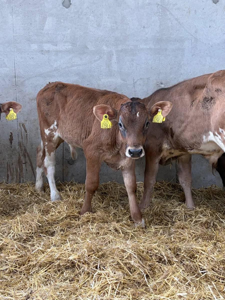 5 Charolais Bull Calves - Image 1