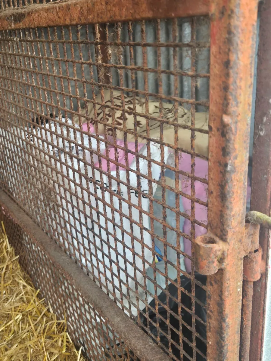 Dog kennels - Image 3