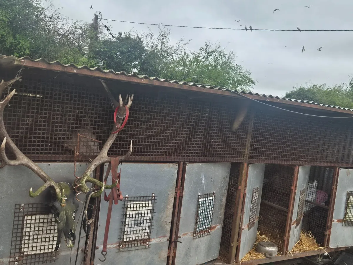 Dog kennels - Image 2