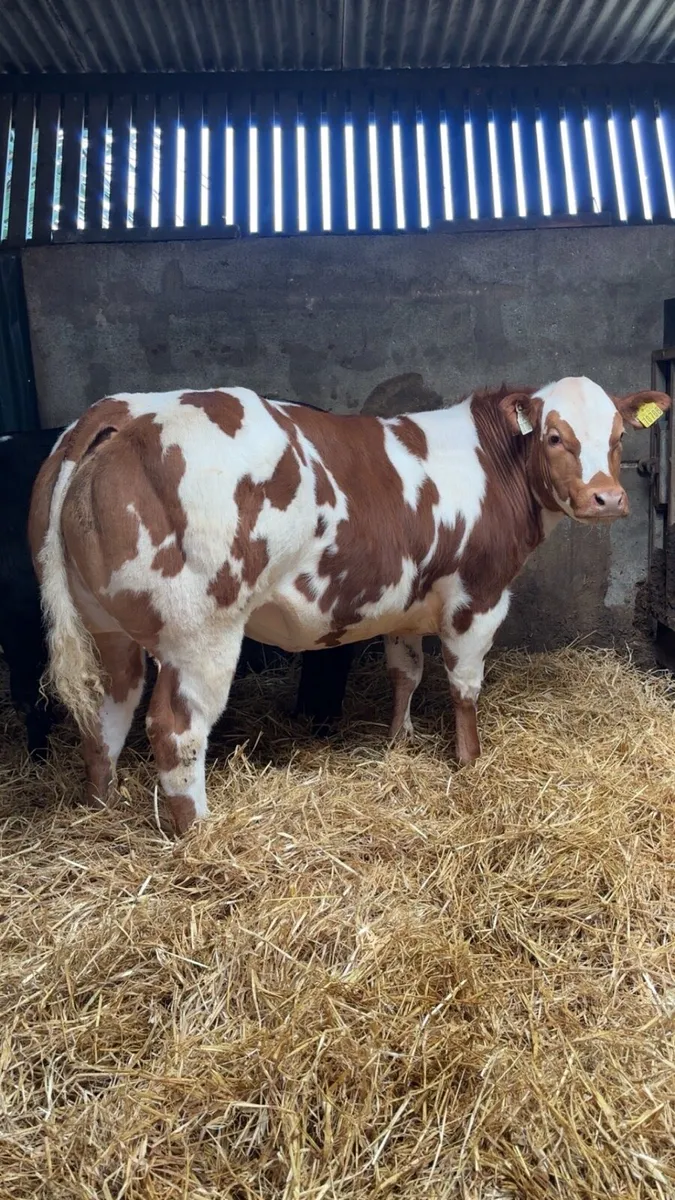Weanling Heifers Gort Mart - Image 1