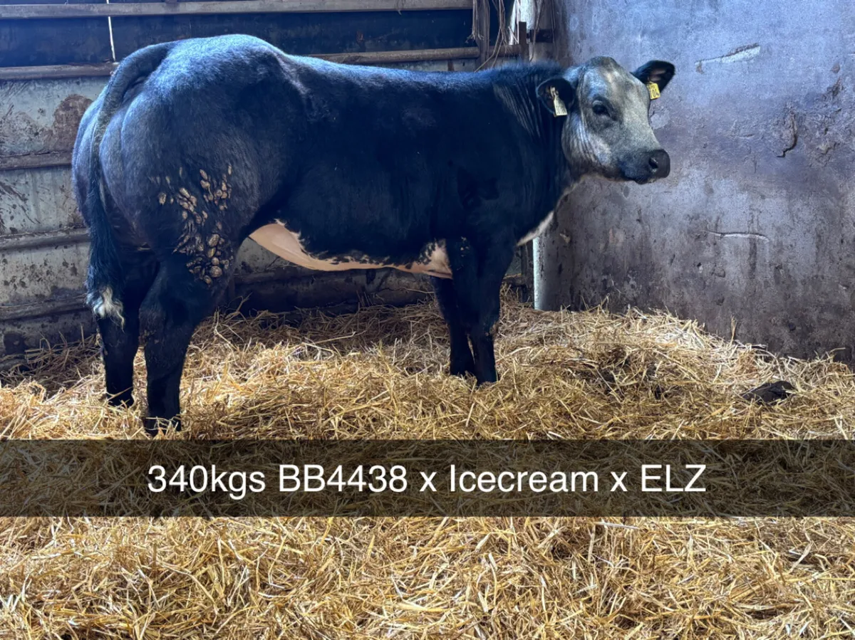 Weanling Heifers Gort Mart - Image 2