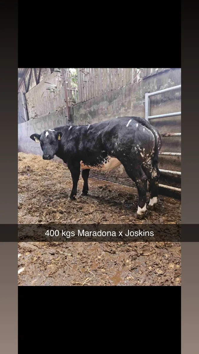Weanling Heifers Gort Mart - Image 3