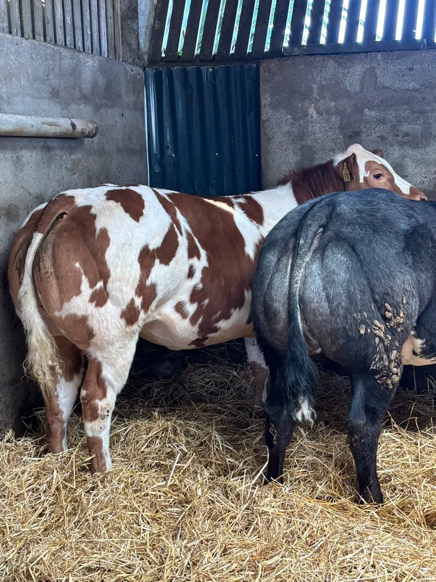 Weanling Heifers Gort Mart - Image 4