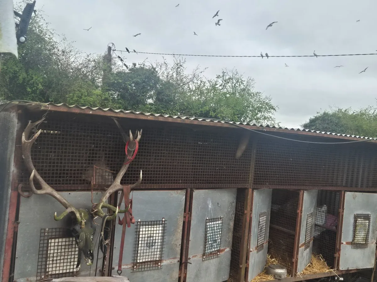 Dog kennels - Image 1