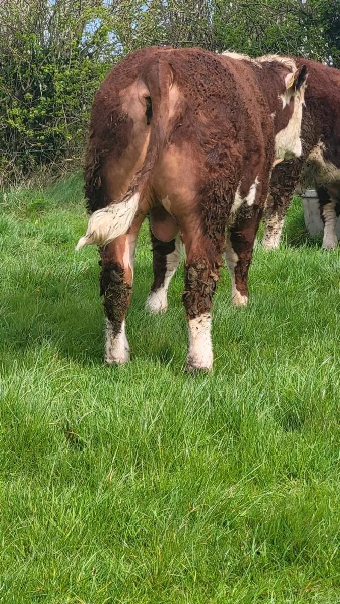 Pedigree Hereford Bulls - Image 2