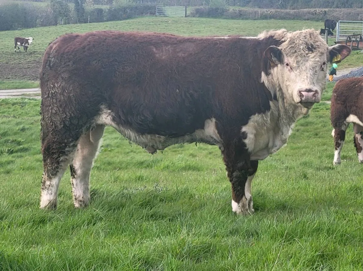 Pedigree Hereford Bulls - Image 1
