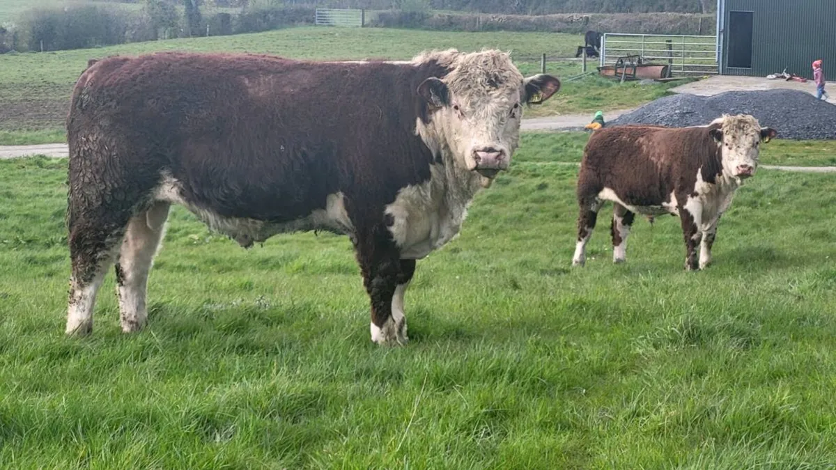 Pedigree Hereford Bulls - Image 4