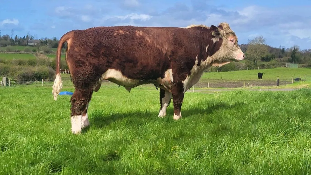 Pedigree Hereford Bulls - Image 3