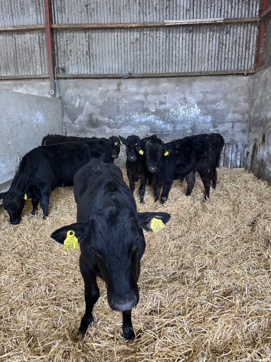 Angus and lim bullocks - Image 3