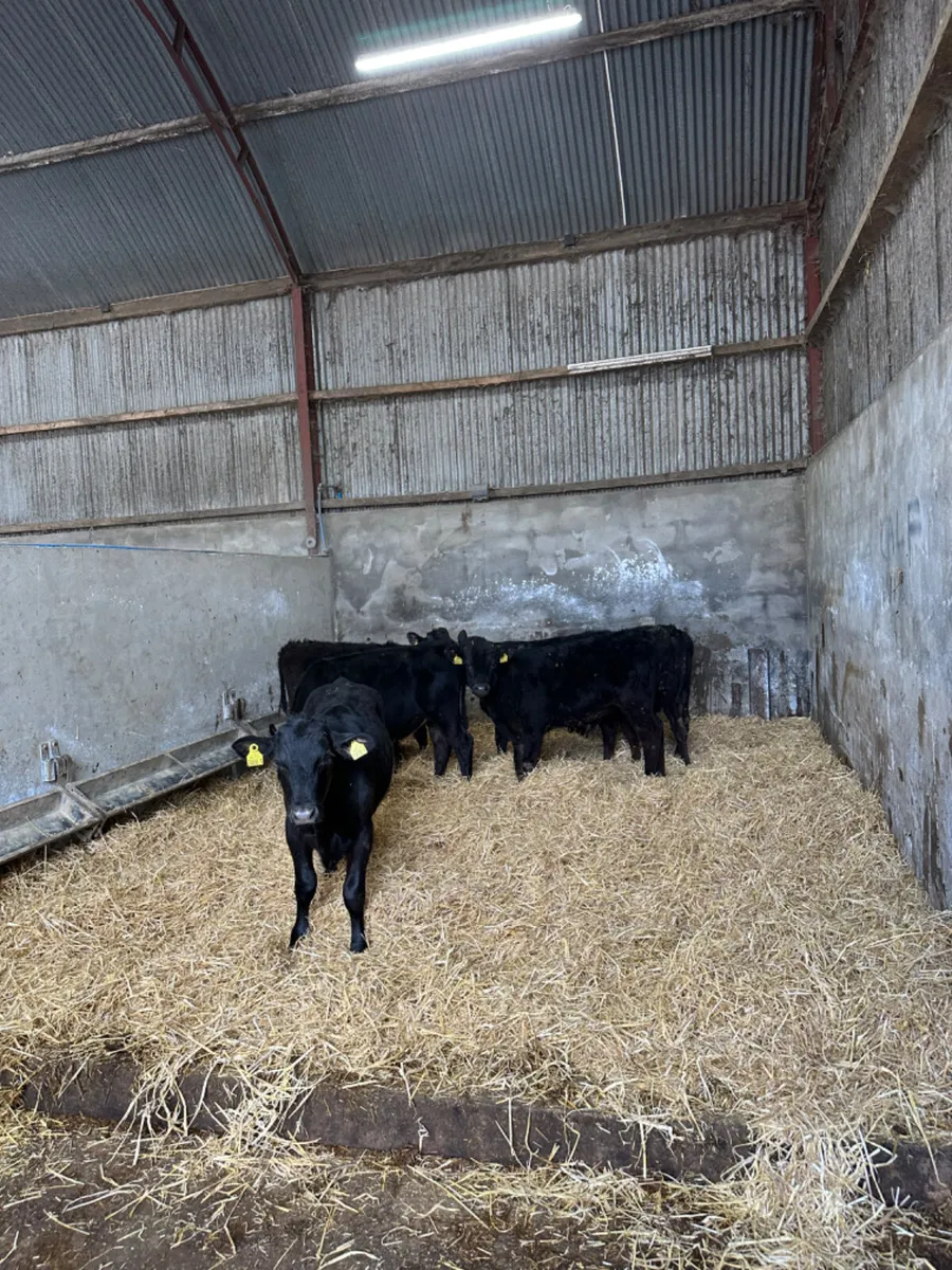 Angus and lim bullocks - Image 2