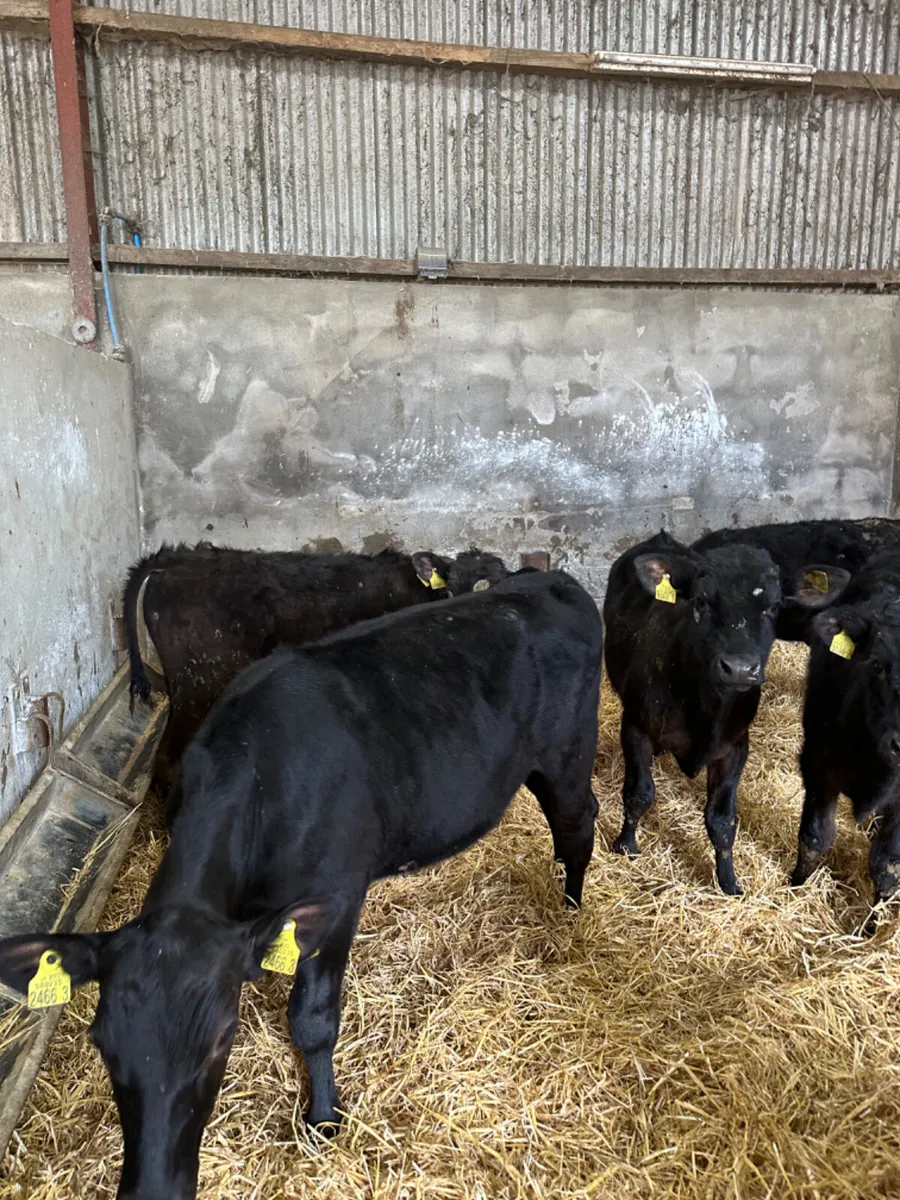 Angus and lim bullocks - Image 4