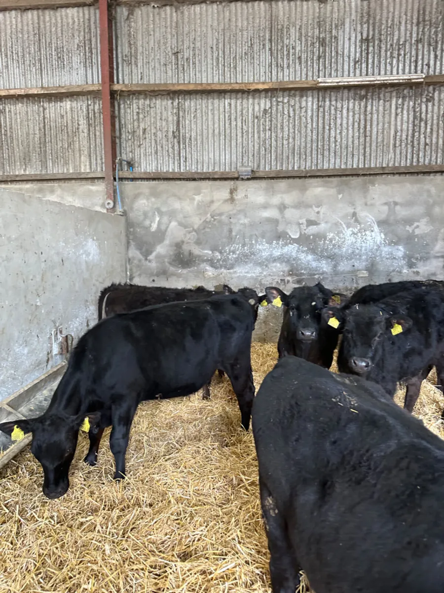 Angus and lim bullocks - Image 1