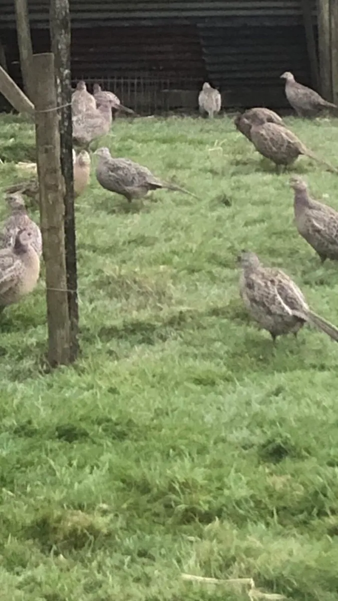 Pheasants - Image 4