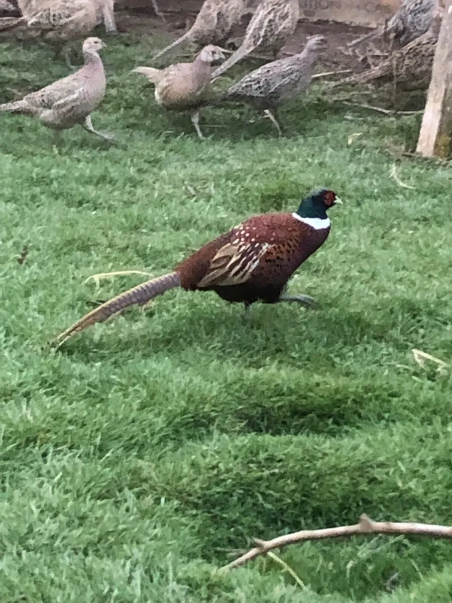 Pheasants - Image 1