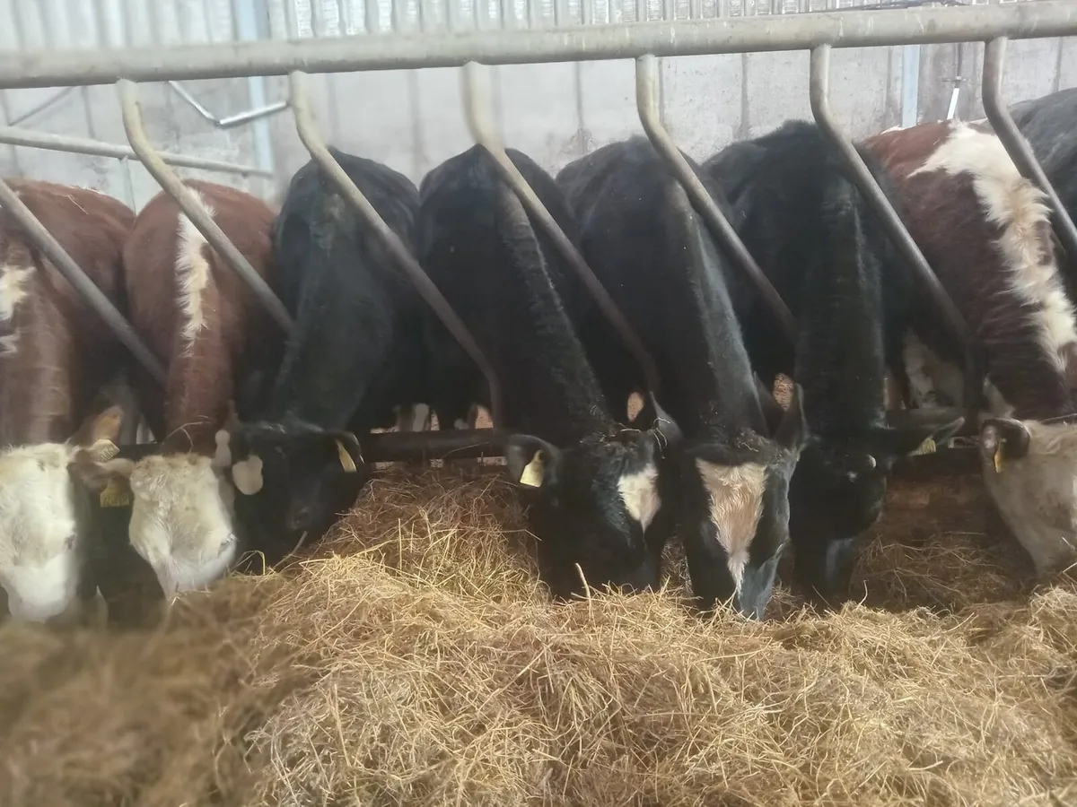 Fr heifers