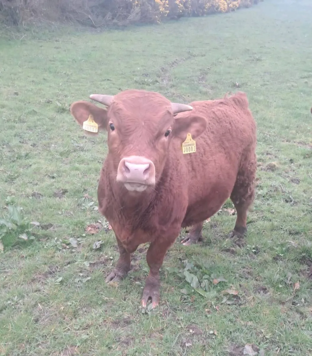 Purebred Dexter bulls - Image 1