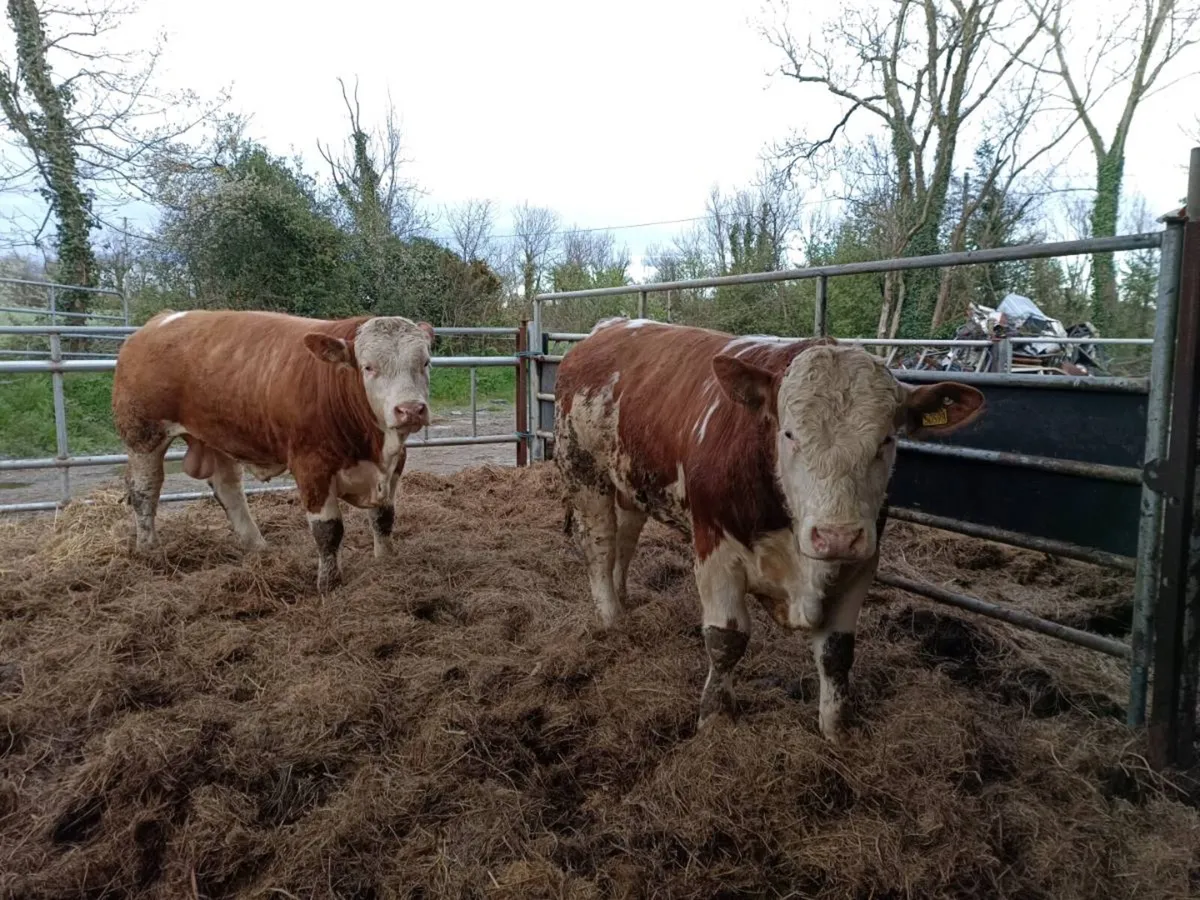 Simmental bulls - Image 1
