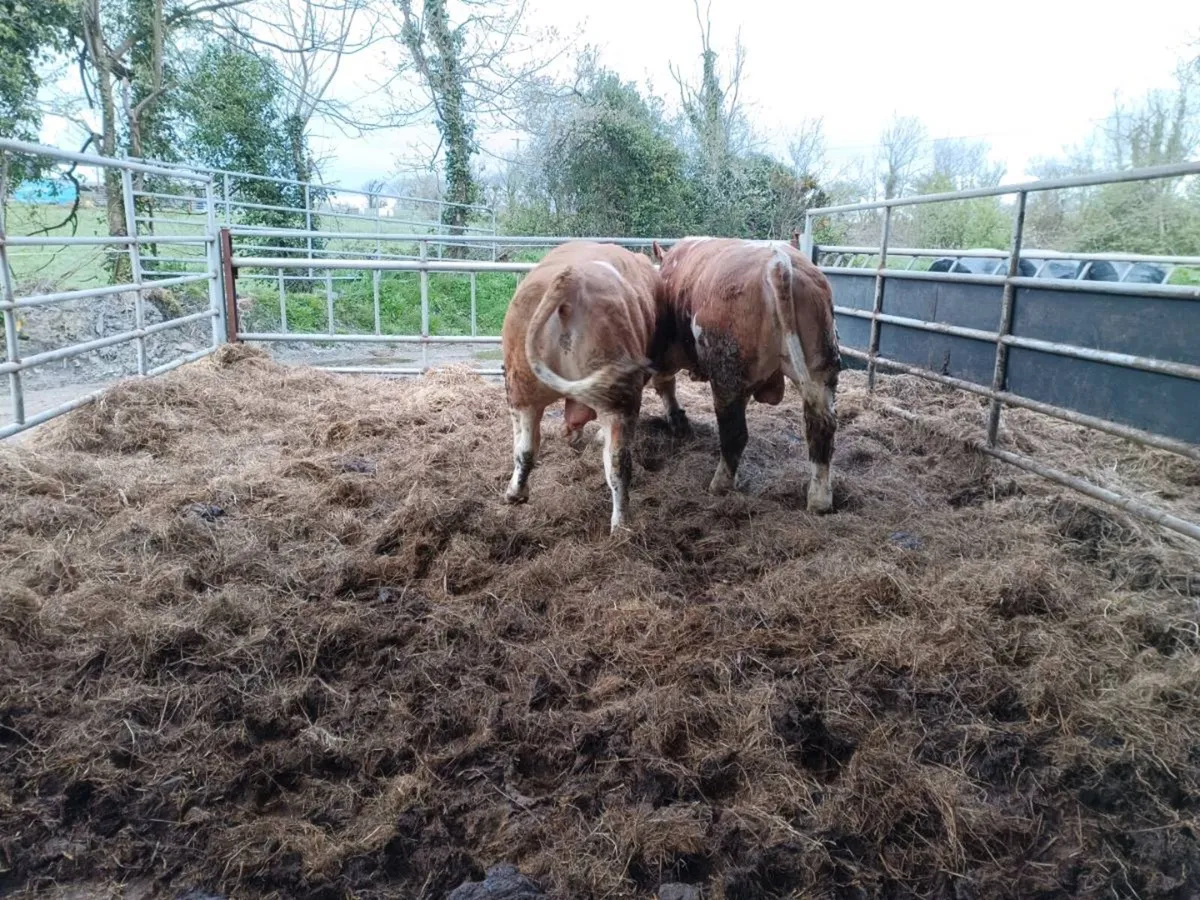 Simmental bulls - Image 3