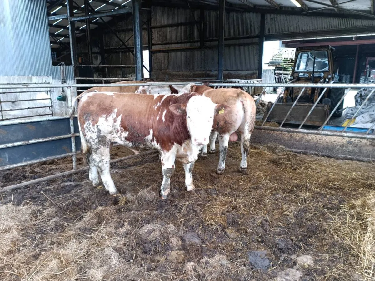 Simmental bulls - Image 4