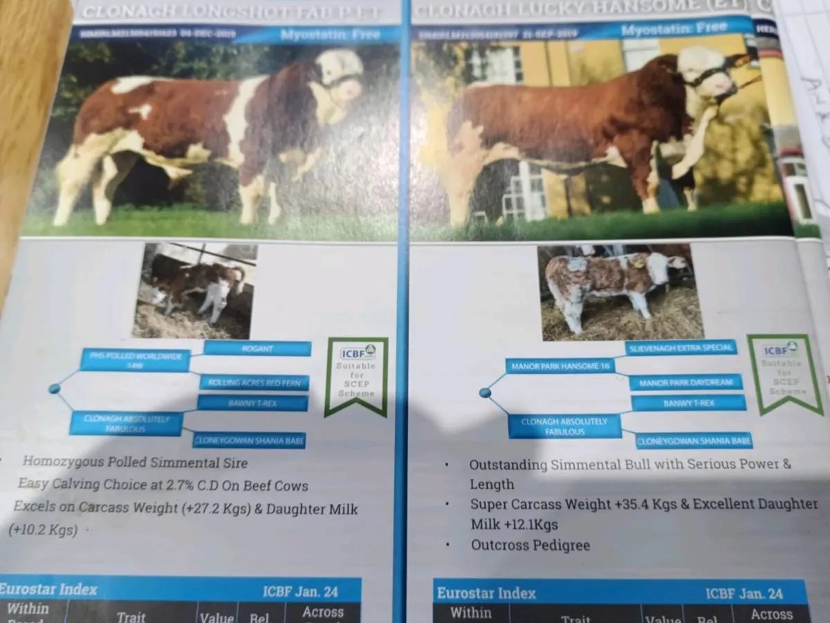 Simmental bulls - Image 2