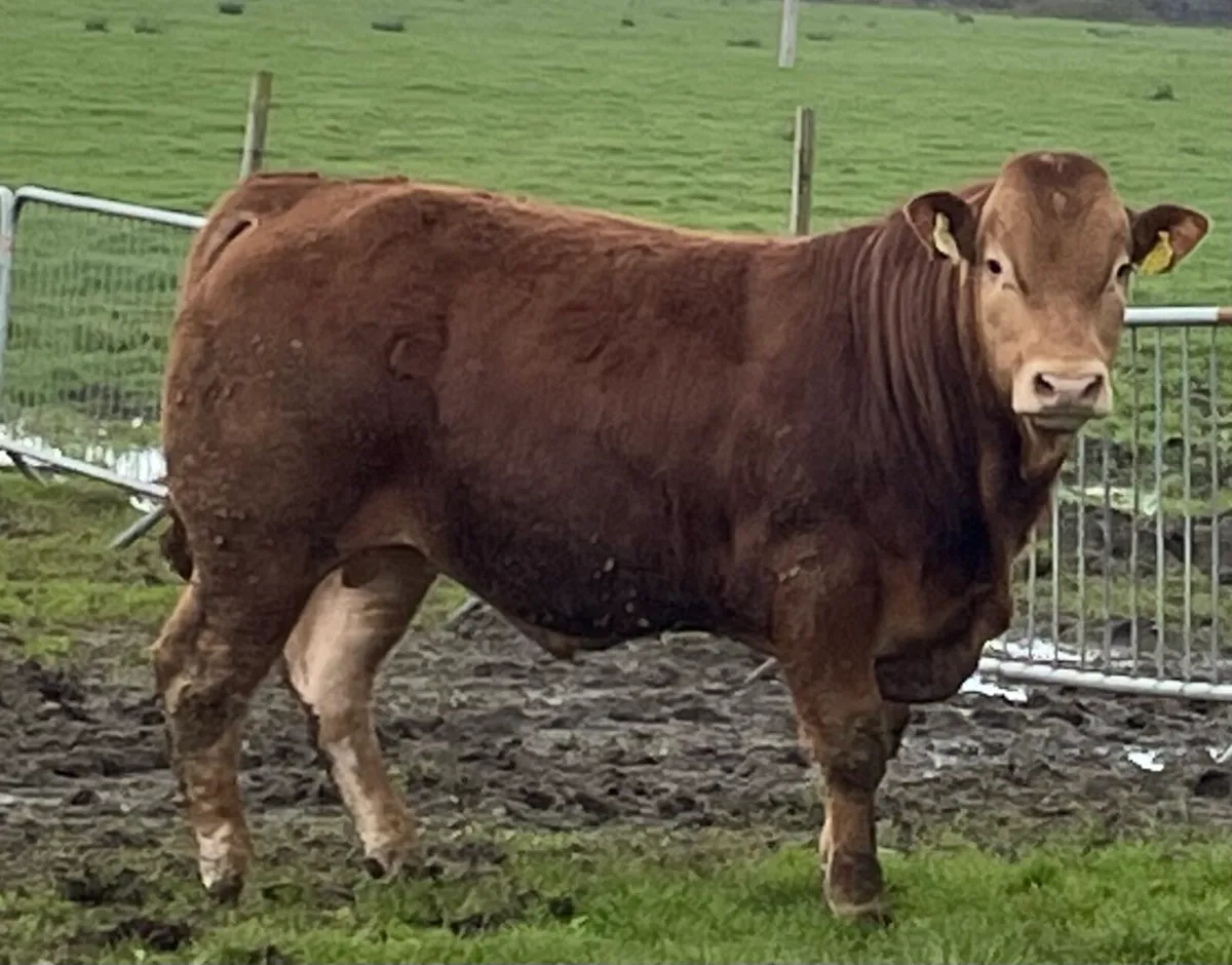 5 star PBR Limousin Bulls - Image 1