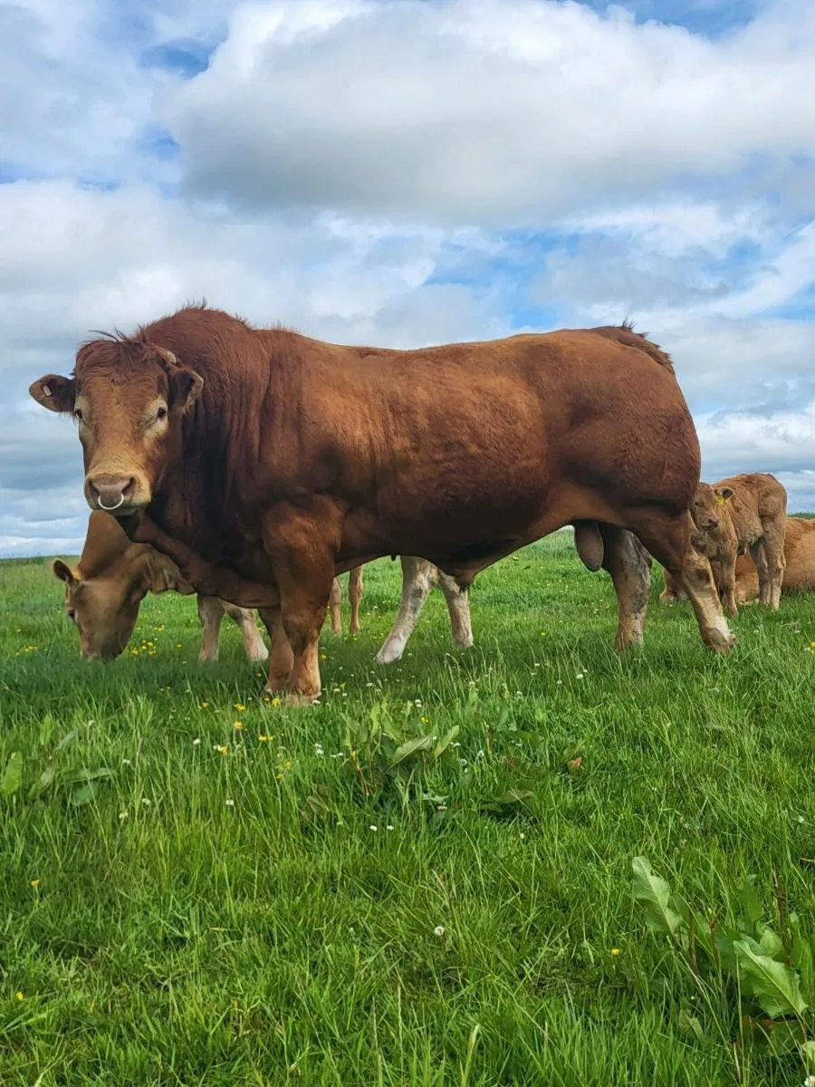 5 star PBR Limousin Bulls - Image 2