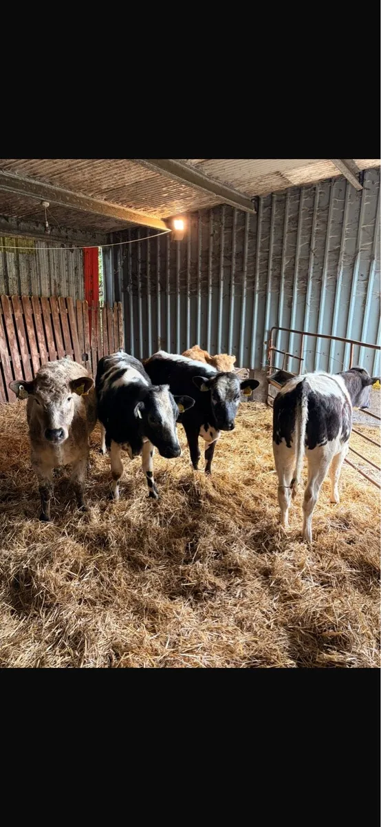 5 Heifer Weanlings - Image 2