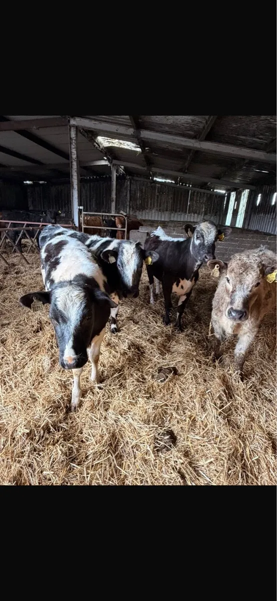 5 Heifer Weanlings - Image 3