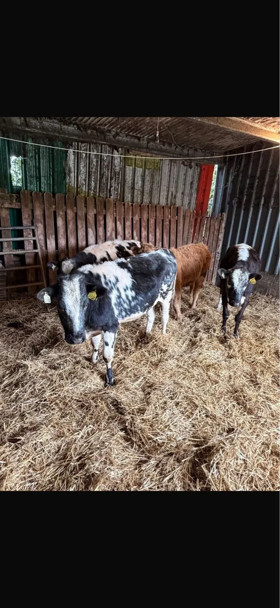 5 Heifer Weanlings - Image 4