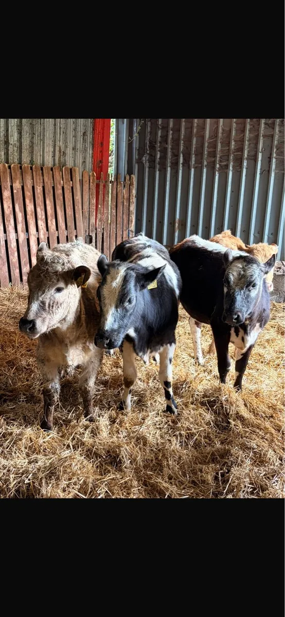 5 Heifer Weanlings - Image 1