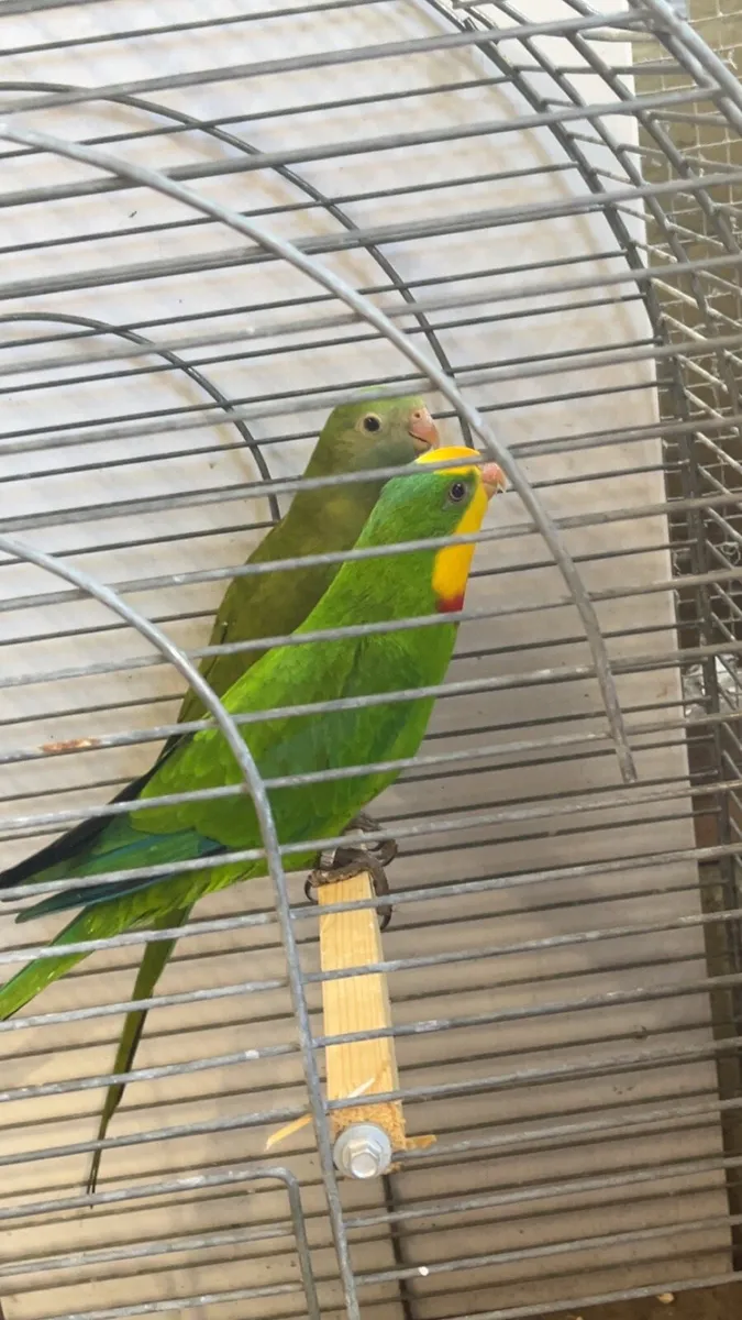 Birds - Image 2