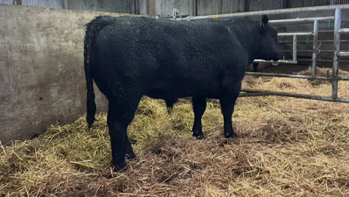 KINGDOM ANGUS - Image 1