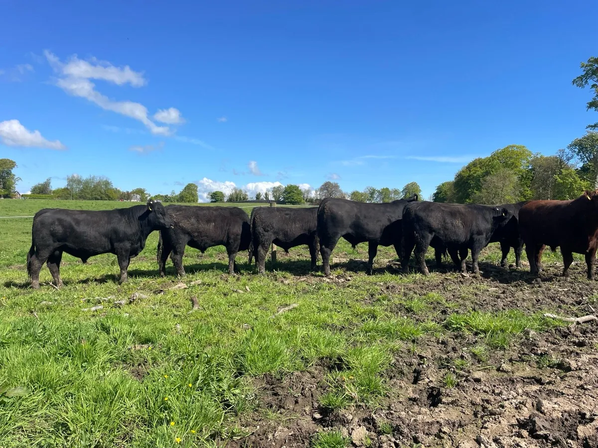 KINGDOM ANGUS - Image 4