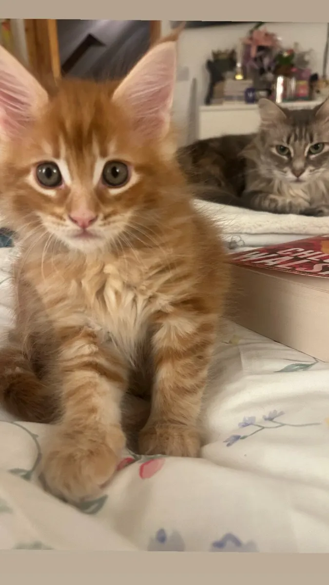 Maine coon - Image 1