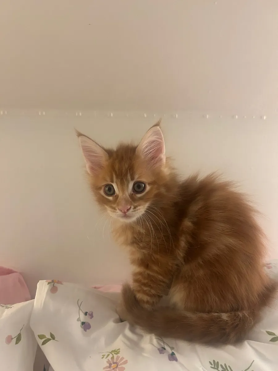 Maine coon - Image 3