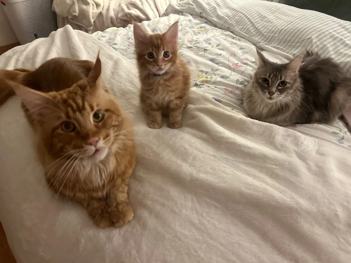 Maine coon - Image 4