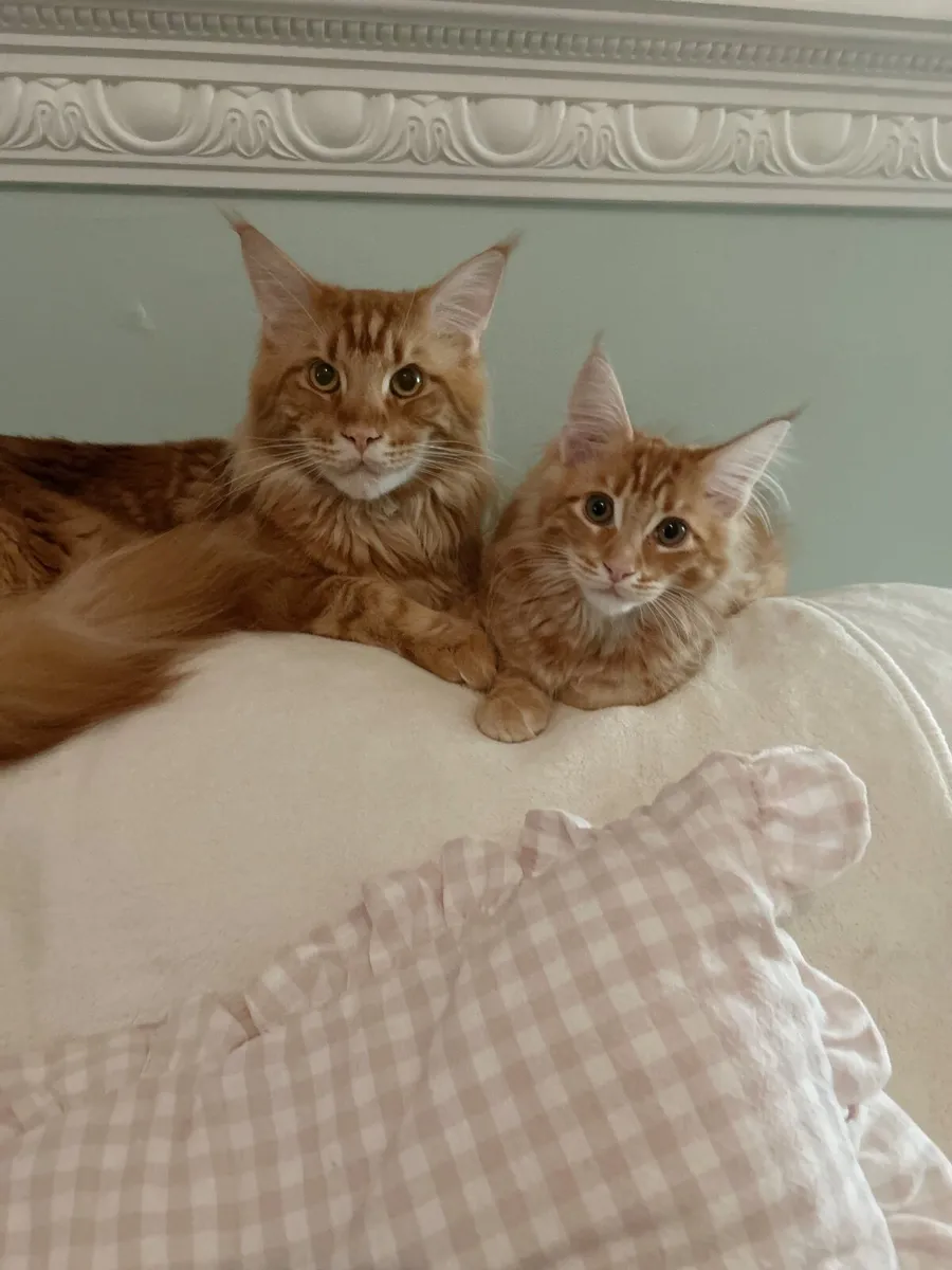 Maine coon - Image 2