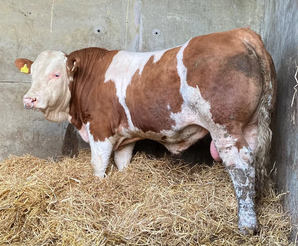 Simmental Bull - Image 2