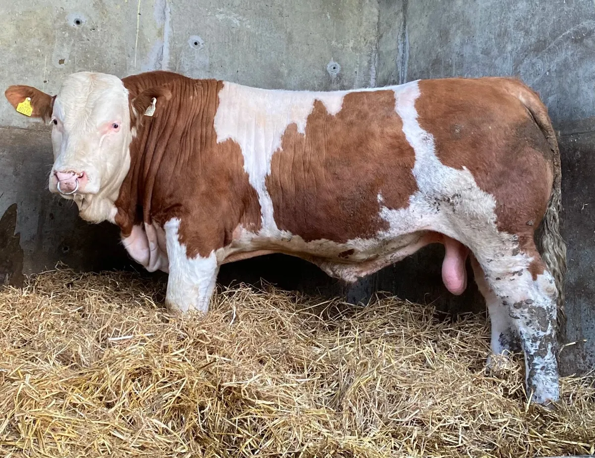 Simmental Bull - Image 1