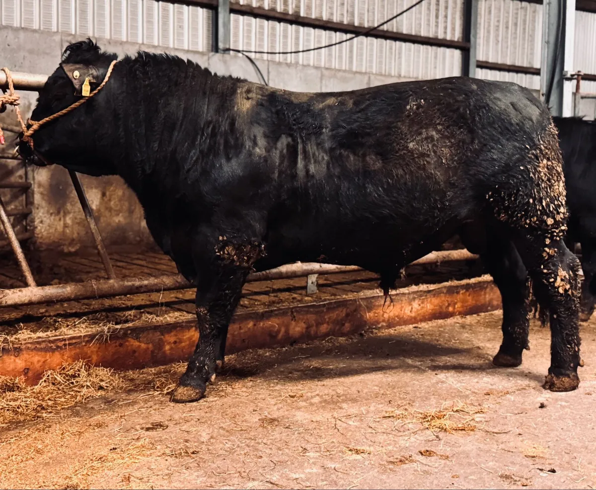 Pedigree Angus Bulls - Image 1