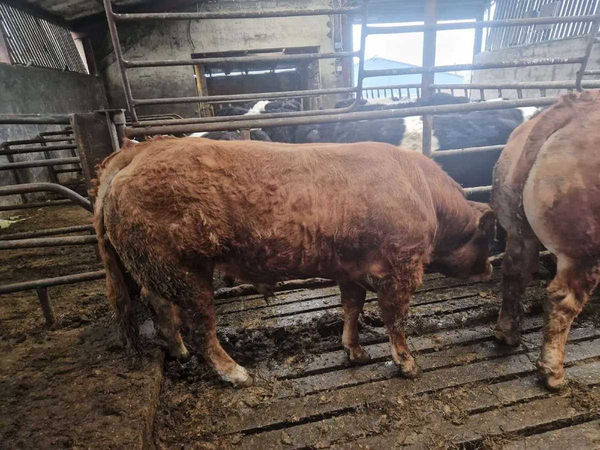 Limousin Bulls - Image 2