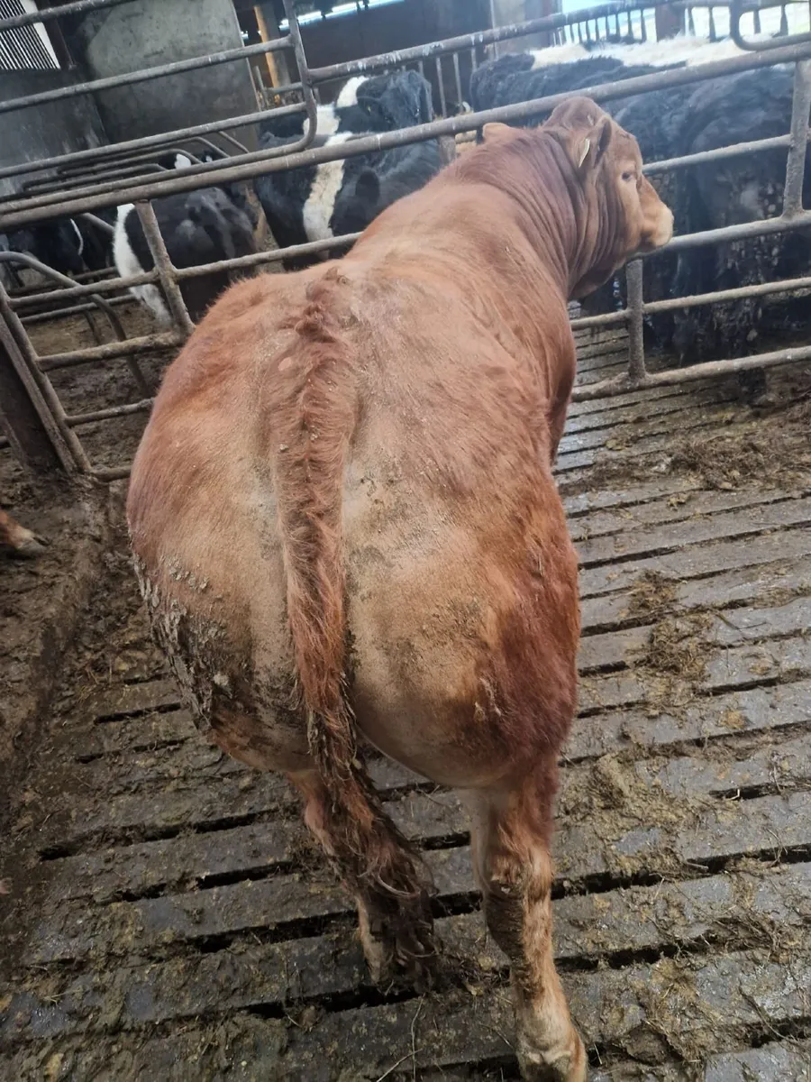 Limousin Bulls - Image 3