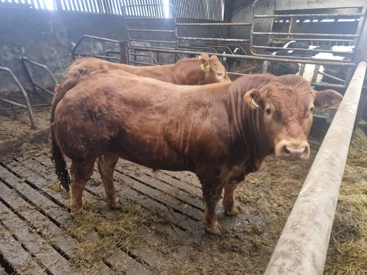 Limousin Bulls - Image 4